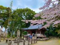 京都　SAKURA 桜めぐり❗️醍醐寺　伽藍の桜に感動❗️