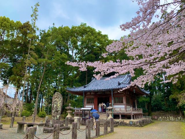 京都　SAKURA 桜めぐり❗️醍醐寺　伽藍の桜に感動❗️