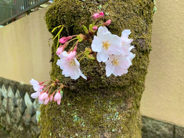 京都　SAKURA 桜めぐり❗️JR山科駅〜毘沙門堂まで散策してみた！