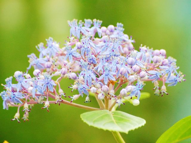 城門谷公園荷花池