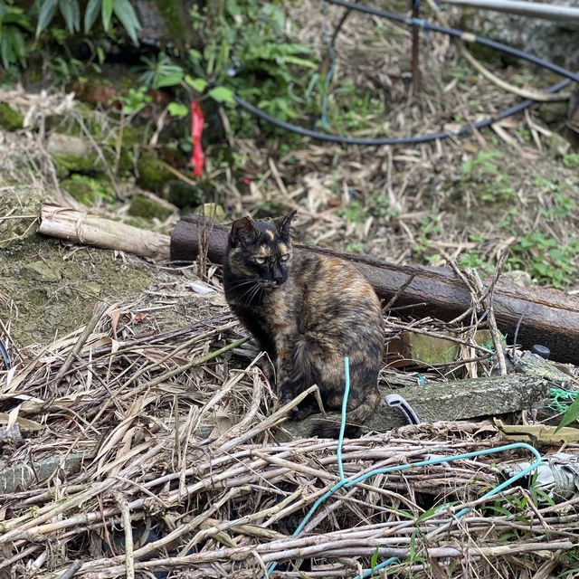 【台湾】猫好きにはたまらない、九份・十份行く途中に観光できる猴硐（ホウトン）