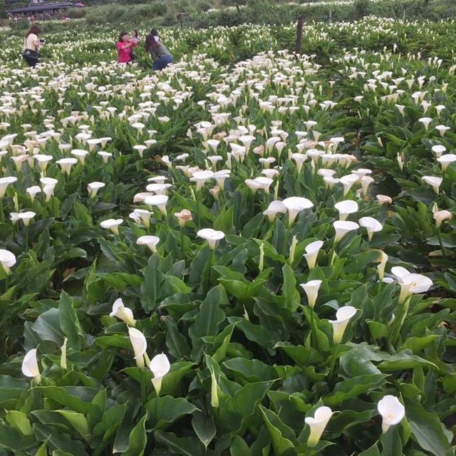 Taiwan Yang Ming Shan