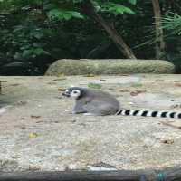 新加坡🇸🇬親子活動必到新加坡🇸🇬動物園❤️