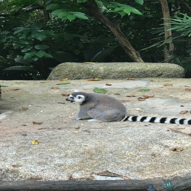 新加坡🇸🇬親子活動必到新加坡🇸🇬動物園❤️