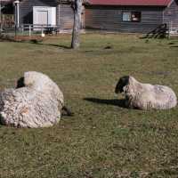 Falling for cute animals in Yamanami Farm