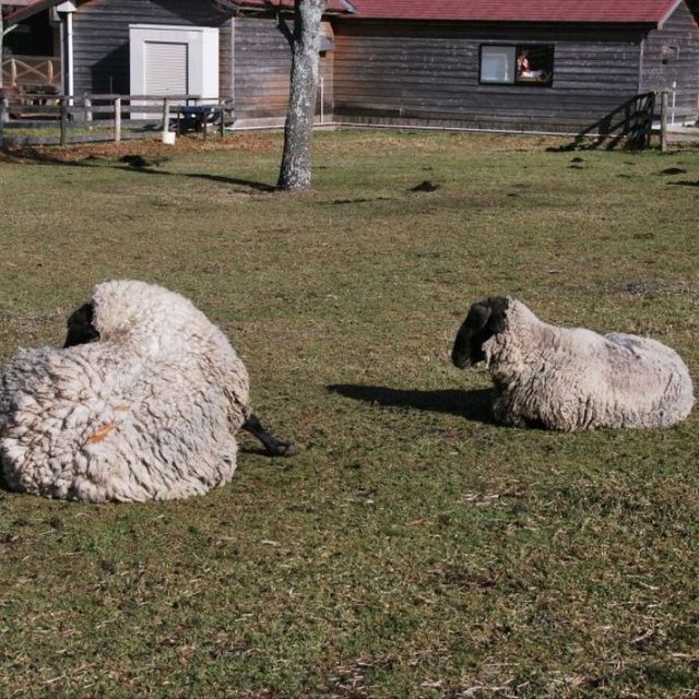 Falling for cute animals in Yamanami Farm