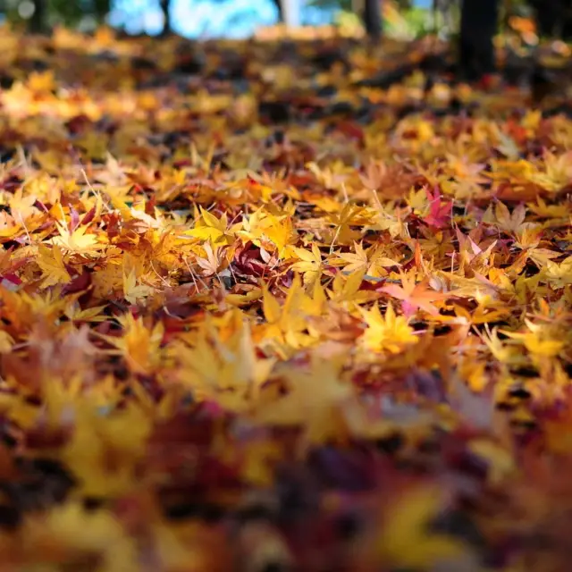 BEST TOKYO AUTUMN SPOT