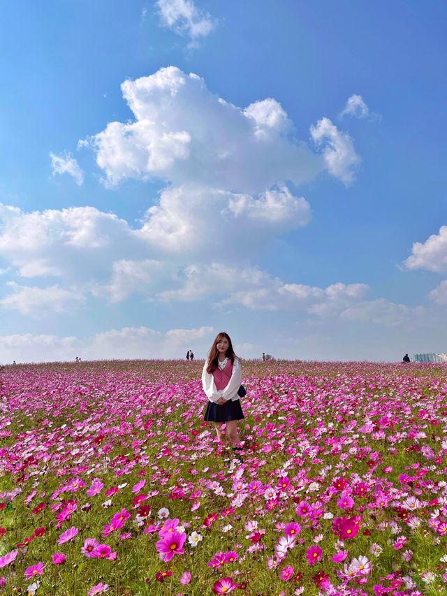 안성팜랜드 코스모스 축제 🌸❤️