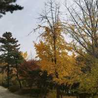 The Autumn foliage ใบไม้เปลี่ยนสีที่กรุงโซล