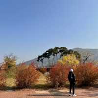 Gyeongju , is a must place to enjoy autumn 🍂