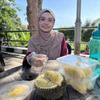 BALIK PULAU DURIAN