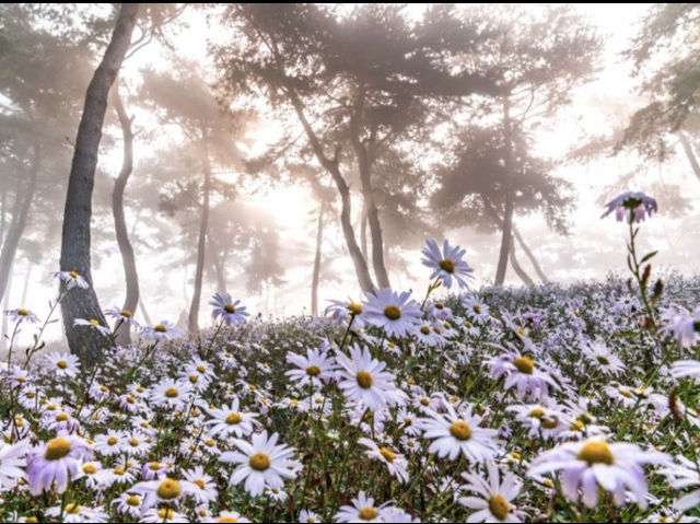 전북 구절초 축제_옥정호 구절초테마공원