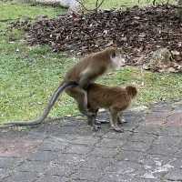 気軽に自然を感じられるパワースポット　ペナン植物園