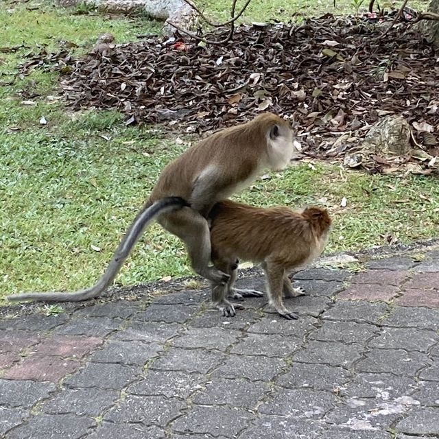 気軽に自然を感じられるパワースポット　ペナン植物園