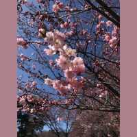 自1970年開既～群馬縣伊香保グリーン牧場