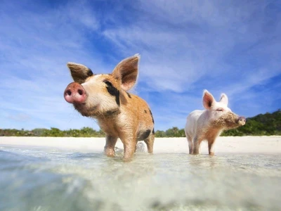 Animal islands Japan Travelogues Animal islands Japan Travelogues