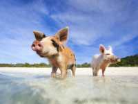  Animal islands 