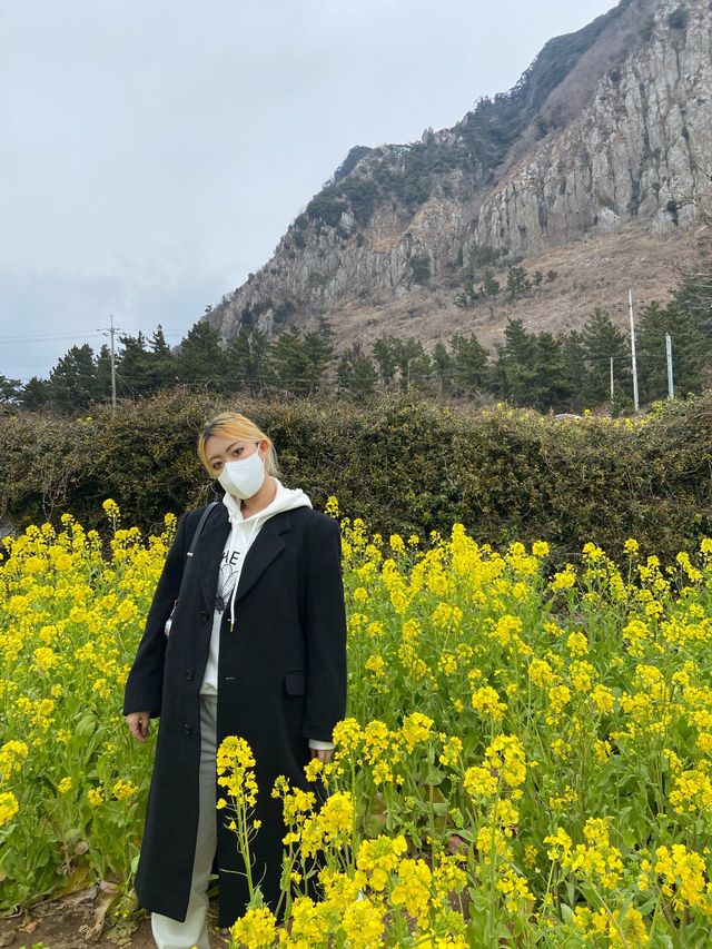 <제주> 너무 예쁜 절경, 산방산 유채꽃밭