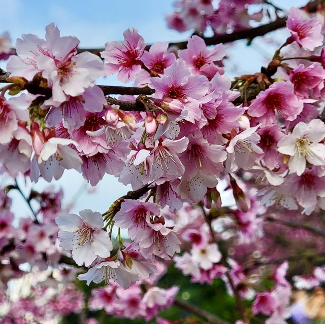 台東必去景點：鹿野高台，旁邊還有茂盛的櫻花🌸