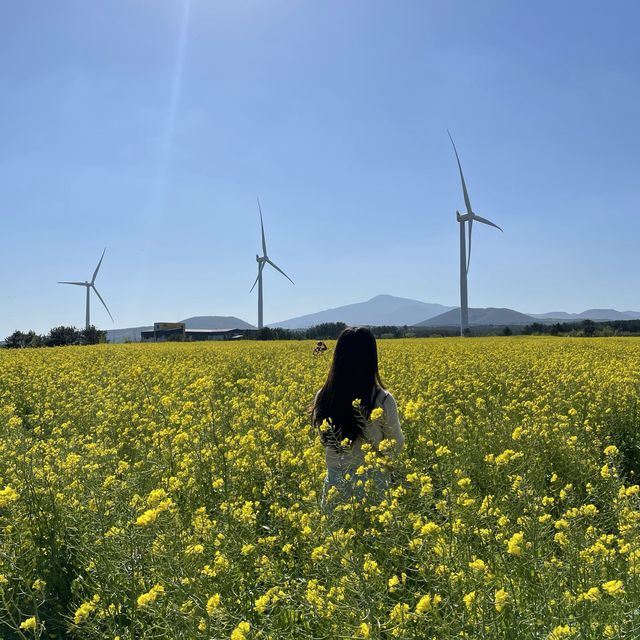 제주도에서 광활한 유채꽃을 볼 수 있는 “녹산로유채꽃길”