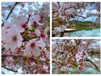 京都　KYOTO SAKURAめぐり❗️大覚寺の桜に感動❗️