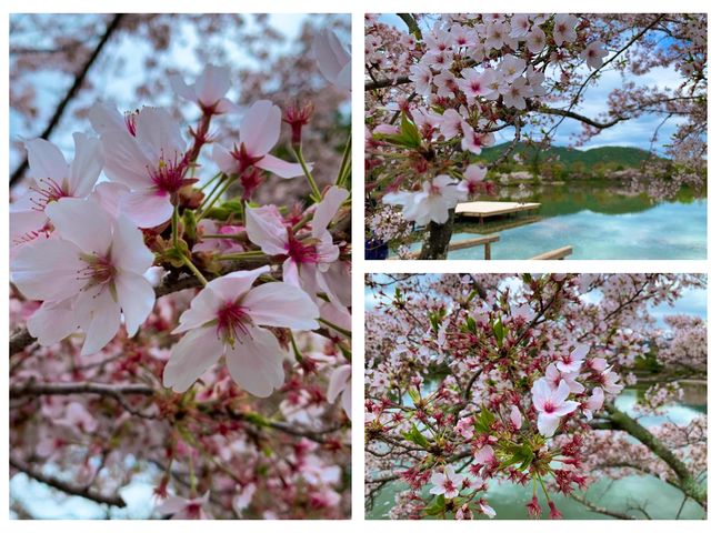 京都　KYOTO SAKURAめぐり❗️大覚寺の桜に感動❗️