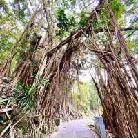 ［山頂盧吉道］- 免費觀景台 🤩