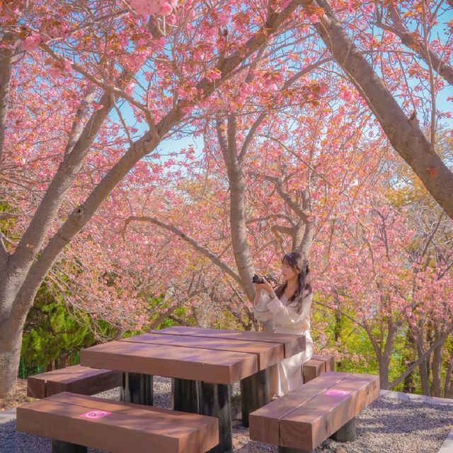 🌸겹벚꽃이 아름다운 [부산, 민주공원]🌸