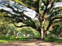 Great National Park Wonderful Indonesia