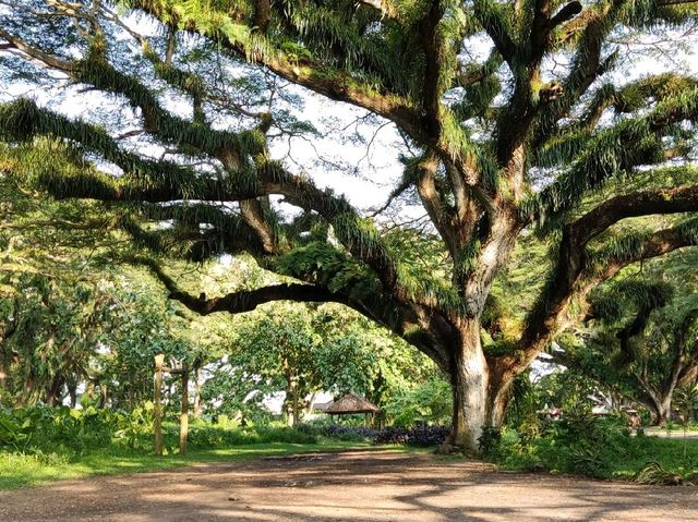 Great National Park Wonderful Indonesia