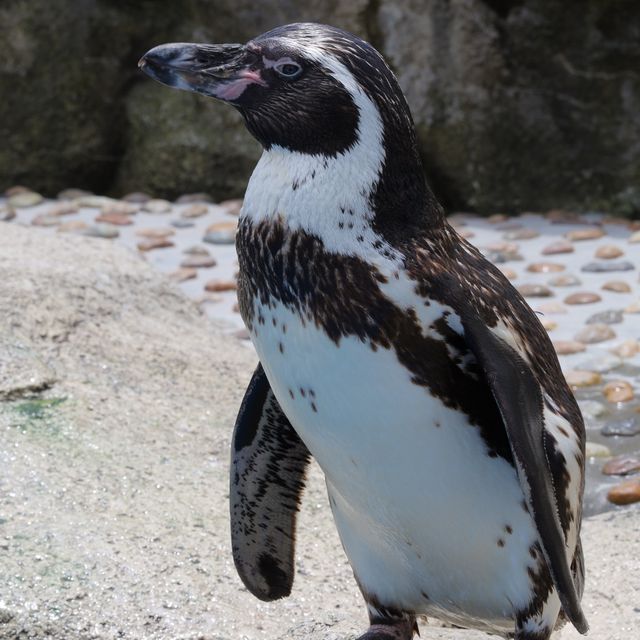 【仙台うみの杜水族館】仙台の家族で楽しめる水族館