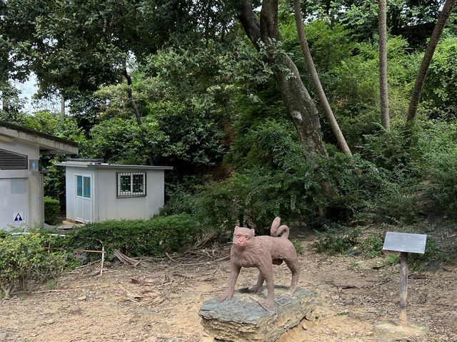 馬騮滿山的金山郊野公園
