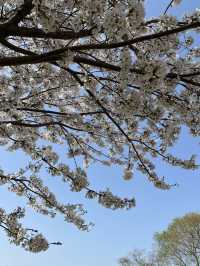 인파 뚫고 다녀온 4월의 강릉 벚꽃 Season! (경포호 및 경포대)