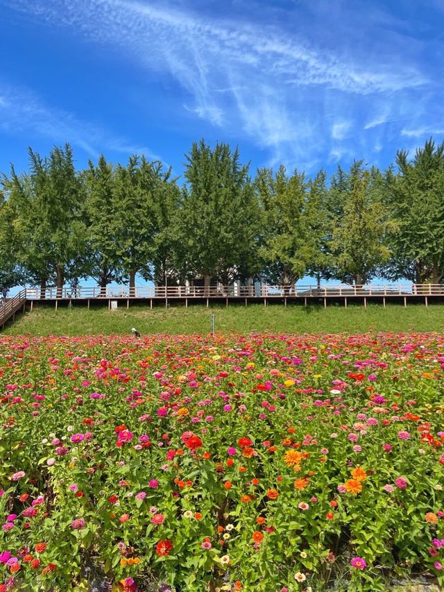 아산 곡교천에 백일홍이 피었어요 💐