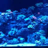 🌙✨夜もやってる水族館🐠