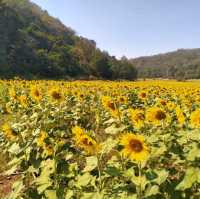 ทานตะวันบานสะพรั่ง