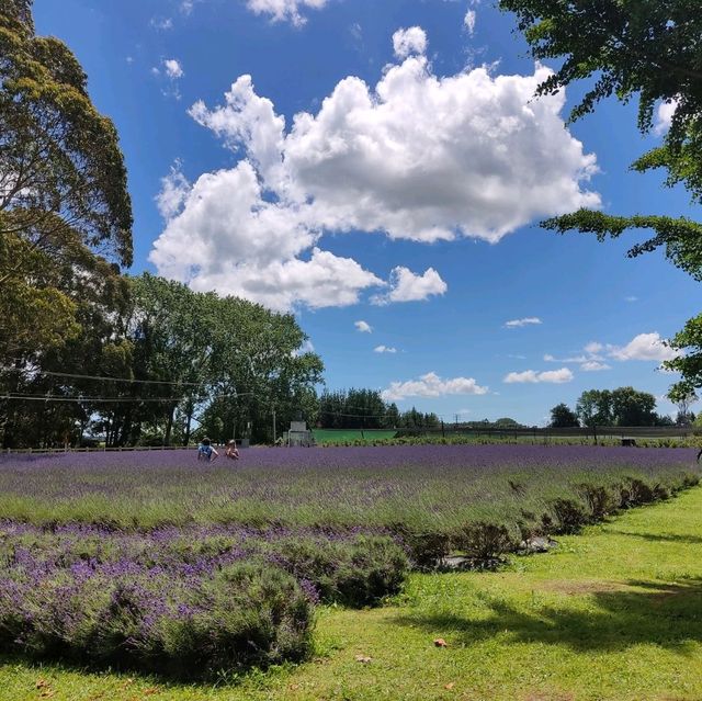 Picture Perfect Lavender Backyard Garden