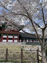 경주 벚꽃 여행🌸 한옥과 벚꽃의 조화, 월정교 🌸
