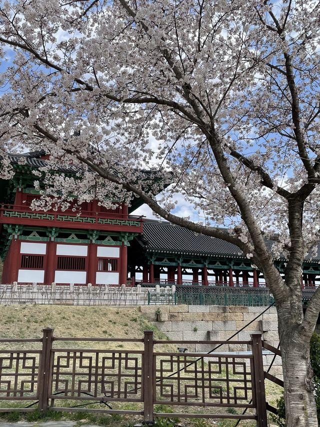 경주 벚꽃 여행🌸 한옥과 벚꽃의 조화, 월정교 🌸
