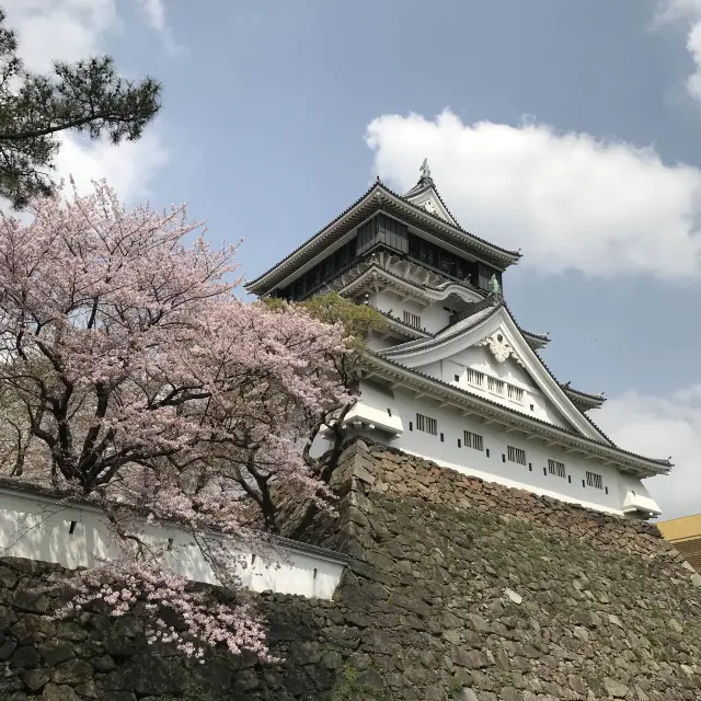 日本最佳賞櫻勝地之一 「小倉城」🌸🌸