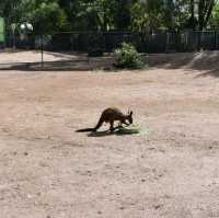 Visit Australia's animals 