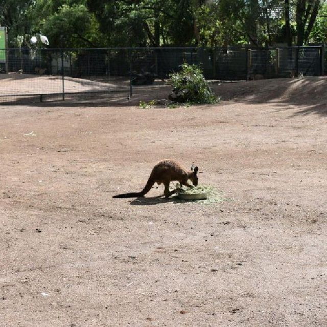 Visit Australia's animals 