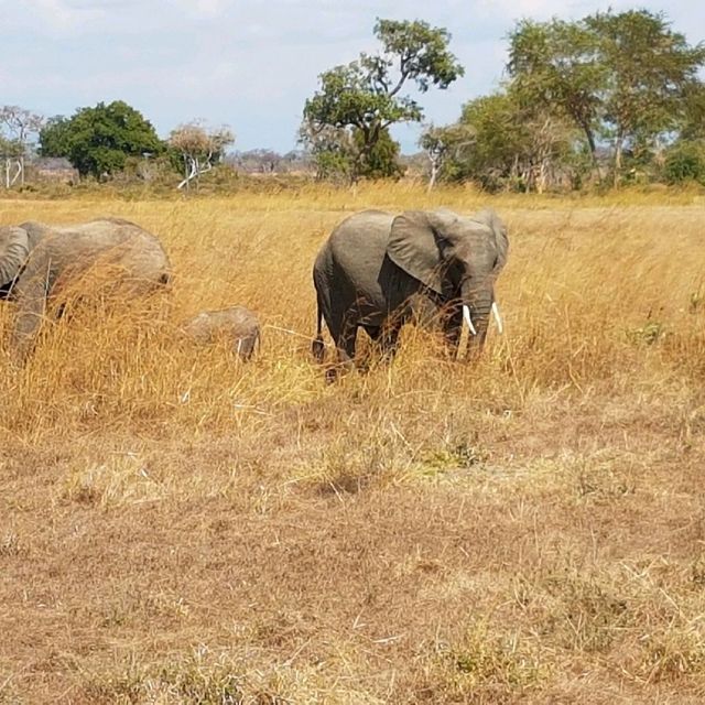 Tanzania, Safari and more