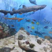 Amazing zooalogical museum 