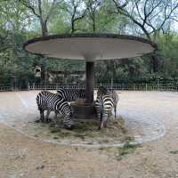 Best Zoo in Shanghai