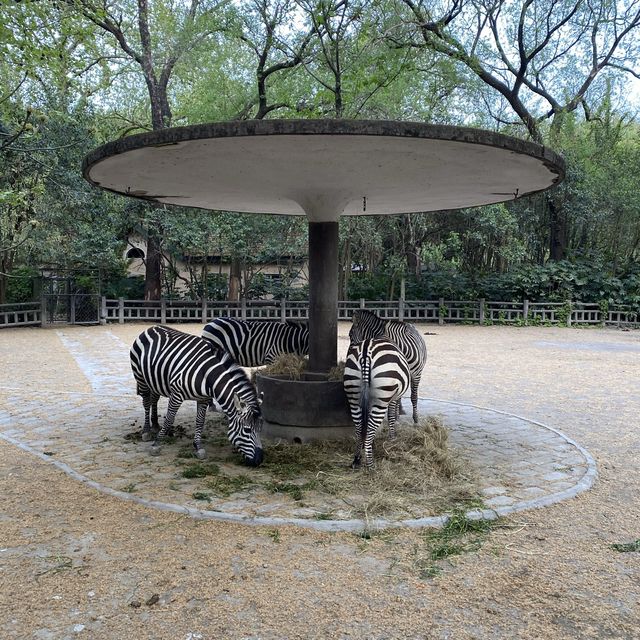 Best Zoo in Shanghai
