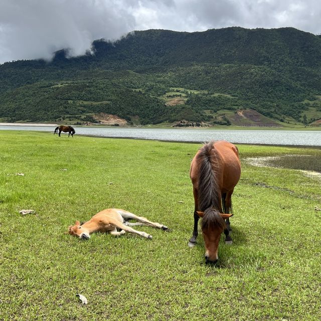 Wenhai lake, Lijiang, Yunnan 