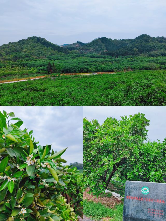 Romantic is not me, it's Changshan River in Song poetry 🍃