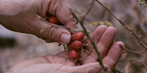 Reciprocity: On the Co-Evolution of Seeds, Plants, and People | Mildred Lane Kemper Art Museum