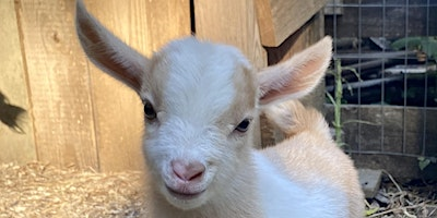 Goat Yoga Nashville- Awesome August | Goat Yoga Nashville